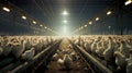 meat broiler chicken farm