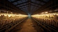 meat broiler chicken farm