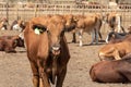 Cattle in a kraal Royalty Free Stock Photo