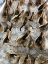 Fresh Conch on Ice in an Asian Marketplace