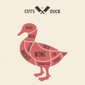 Meat cuts - duck. Diagrams for butcher shop. Scheme of duck. Animal silhouette duck. Guide for cutting Royalty Free Stock Photo