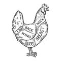 Meat diagram chicken engraving vector