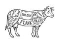 Meat diagram cow engraving vector