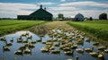 meat duck farm Royalty Free Stock Photo