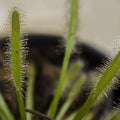 Meat eating plant (Drosera) Royalty Free Stock Photo