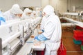 The meat factory. chicken on a conveyor belt.Group of workers working at a chicken factory - food processing plant concepts Royalty Free Stock Photo