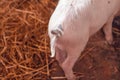 Pig tail on pink piglet in a barnyard