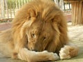 King jungle lion in the zoo, beautiful animal Royalty Free Stock Photo