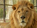 King jungle lion in the zoo, beautiful animal Royalty Free Stock Photo