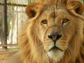 King jungle lion in the zoo, beautiful animal Royalty Free Stock Photo