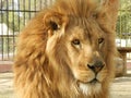 King jungle lion in the zoo, beautiful animal Royalty Free Stock Photo