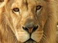 King jungle lion in the zoo, beautiful animal Royalty Free Stock Photo