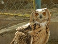 beautiful owl in the zoo garden Royalty Free Stock Photo
