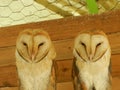 beautiful owls in the zoo garden Royalty Free Stock Photo