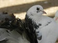 Beautiful white black pigeon in the zoo garden Royalty Free Stock Photo