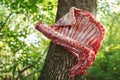 Meat of mutton weighs on a tree for preparation of pilaf.