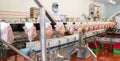 Meat processing equipment,meat factory.chicken on a conveyor belt.Processing plant assembly line.People working at a chicken Royalty Free Stock Photo