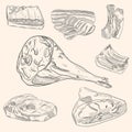 Meat and Sausage Hand Drawn Doodle Vector Illustrations Set. Jamon Leg, Bacon and Salami Sketch Style Drawings Collection. Royalty Free Stock Photo