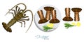 Meat spiny lobster with rosemary and lemon on the plate.Vector illustrationin cartoon style. Spiny lobster, lemon