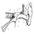 Meatus and Eustachian Tube of the Ear, vintage illustration