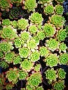 Succulent plant species composition Royalty Free Stock Photo