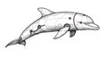 Mechanical Dolphin Artwork with Detailed Hatching on a White Background Royalty Free Stock Photo