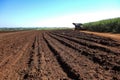 Mechanical harvesting sugar cane field at sunset in Sao Paulo Brazil - tractor on dirt road between harvested field and sugar cane Royalty Free Stock Photo