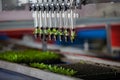 Mechanical planting seedlings. Royalty Free Stock Photo