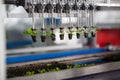 Mechanical planting seedlings. Royalty Free Stock Photo