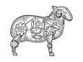 Mechanical sheep ewe animal sketch engraving