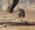 Exercising cheetah: chasing a lure