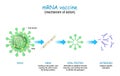 Mechanism of action of the RNA vaccine Royalty Free Stock Photo