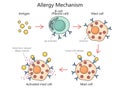 Mechanism allergy action diagram medical science Royalty Free Stock Photo