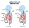 Mechanism of breathing with anatomical process explanation outline diagram Royalty Free Stock Photo