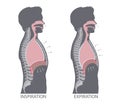 Mechanism of Breathing. Inspiration and Expiration