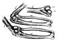 Mechanism of the Elbow Joint, vintage illustration