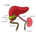 The mechanism of neutralization of toxins in the human body