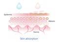 The mechanism of nutrient absorption skin layer.
