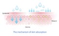 Infographic the mechanism of nutrient absorption penetrate into the skin layer vector.