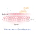 Mechanism of nutrient absorption through skin layer .