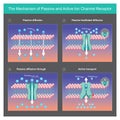 The Mechanism of Passive and Active Ion Channel Receptor.