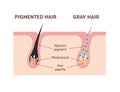 Mechanism of pigmented hair and gray hair / comparison vector illustration