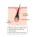 Mechanism of pigmented hair illustration