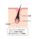 Mechanism of pigmented hair vector illustration / Japanese