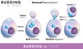 Mechanism Of reproduction in Yeast micro organism or fungus and stages of budding in yeast