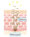 Mechanism of skin cell turnover illustration. melanin and melanocyte in human skin layer. beauty and skin care concept