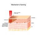 Mechanism of tanning. skin pigmentation. Cross-section of the human skin