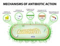 Mechanisms of Action of Antimicrobials Royalty Free Stock Photo