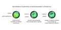 Mechanisms of microbial cell resistance to antibiotics