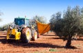Mechanized collection of olives